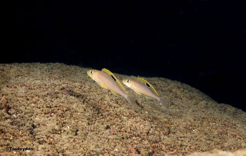 Xenotilapia sp. 'papilio sunflower' Kala